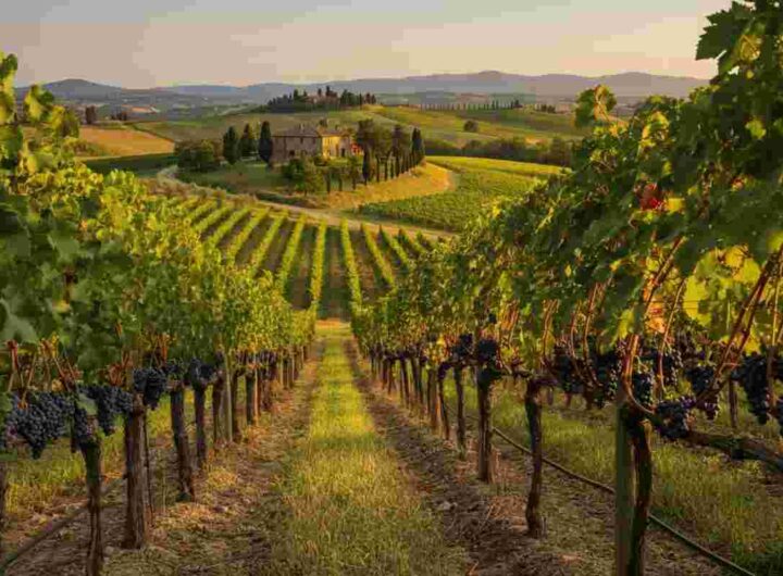L’Altra Toscana: alla scoperta dei tesori enologici nascosti