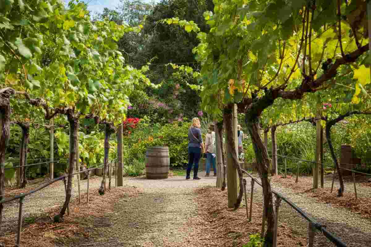 La Vigna del Gallo: un tesoro verde nel cuore della viticoltura siciliana a Palermo