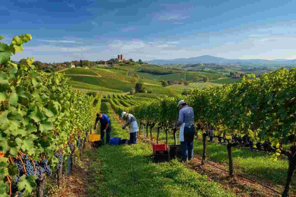 La crescente passione per i Fine Wines negli Stati Uniti: trend e curiosità