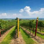 La famiglia Veronesi porta Oniwines in Piemonte con l'acquisizione di Pico Maccario