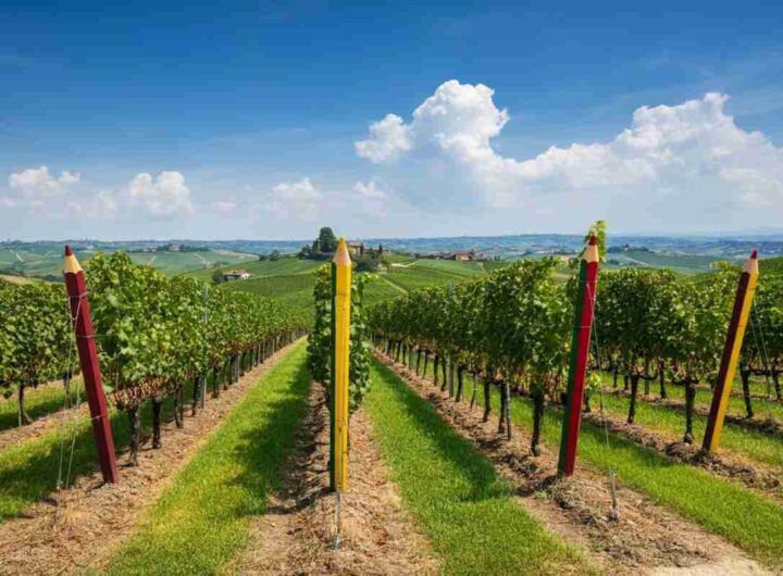 La famiglia Veronesi porta Oniwines in Piemonte con l'acquisizione di Pico Maccario