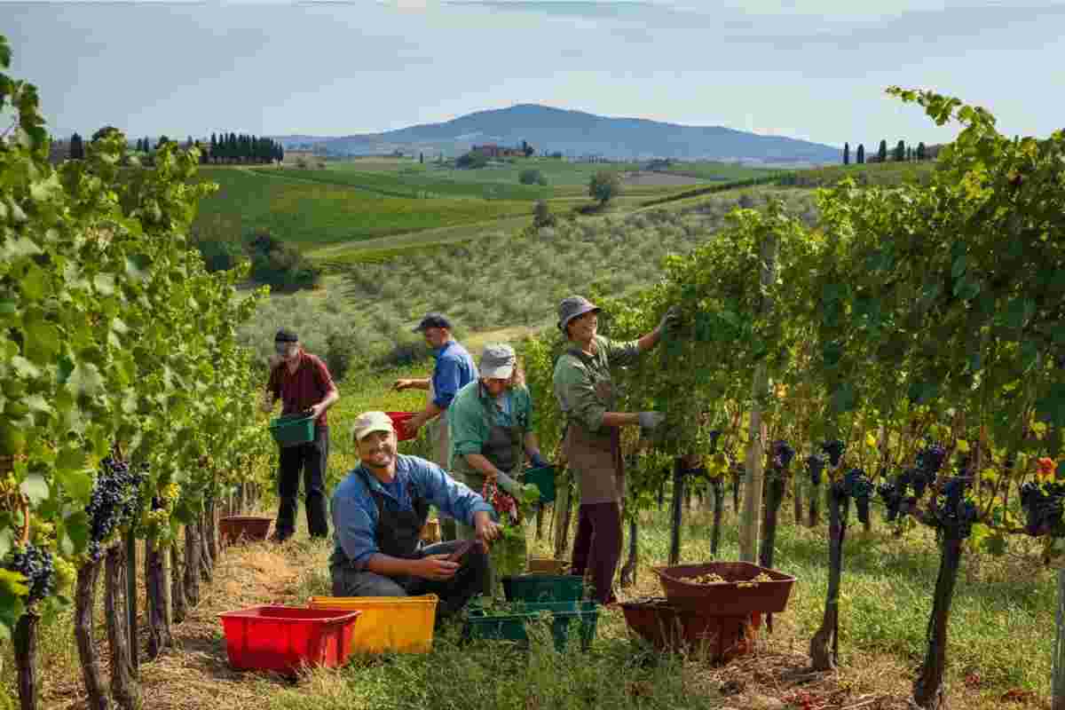 La formula segreta del successo: vino, cooperazione e buone pratiche