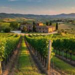Lamberto Frescobaldi: il futuro della UIV sotto la sua guida