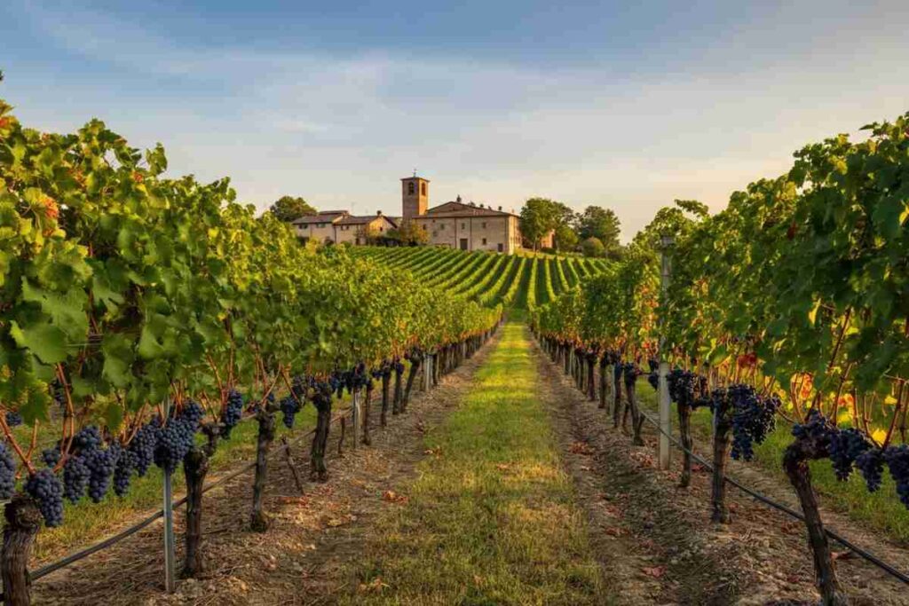 Le giacenze di vino italiano raggiungono un record: 43,6 milioni di ettolitri in cantina a metà 2025