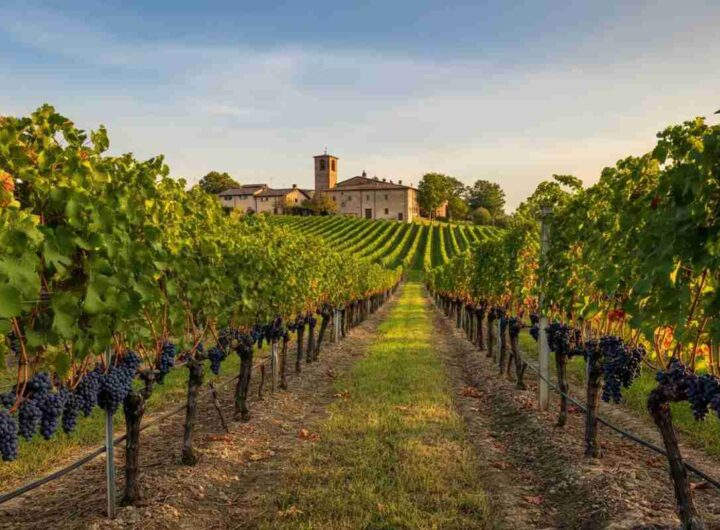 Le giacenze di vino italiano raggiungono un record: 43,6 milioni di ettolitri in cantina a metà 2025