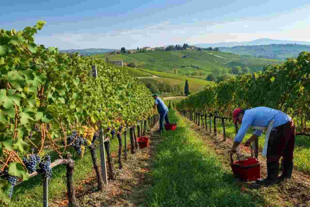 L'export del vino italiano rallenta, ma resiste: un -0,86% nel primo quadrimestre 2024
