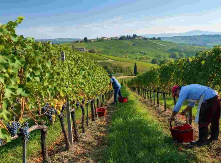 L'export del vino italiano rallenta, ma resiste: un -0,86% nel primo quadrimestre 2024