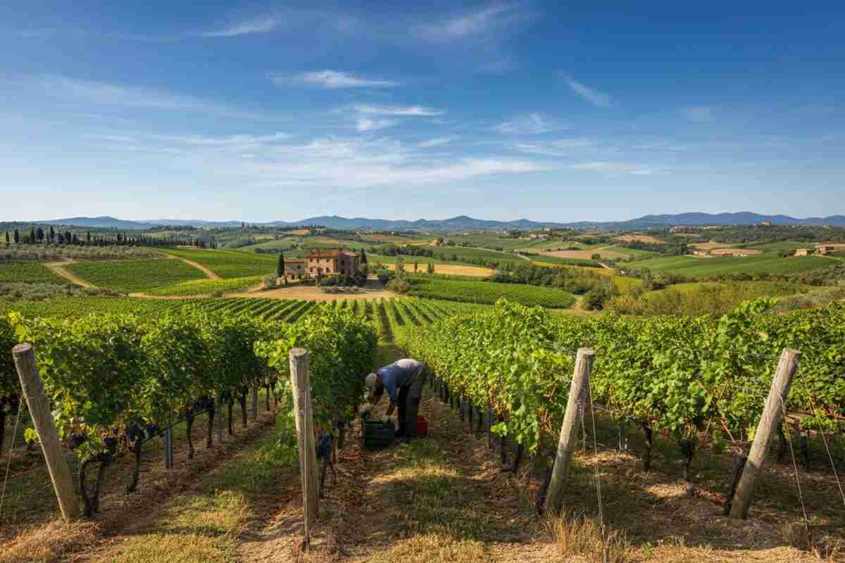 Maremma toscana: la vendemmia è finalmente arrivata!