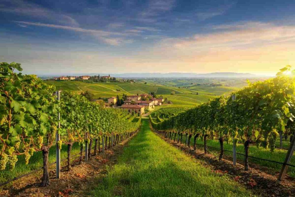 Mezzo milione di bottiglie: il successo del Moscato Canelli sorprende tutti