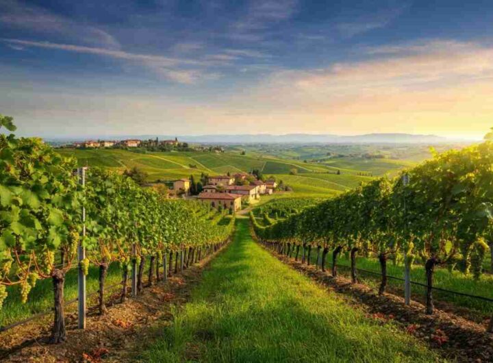 Mezzo milione di bottiglie: il successo del Moscato Canelli sorprende tutti