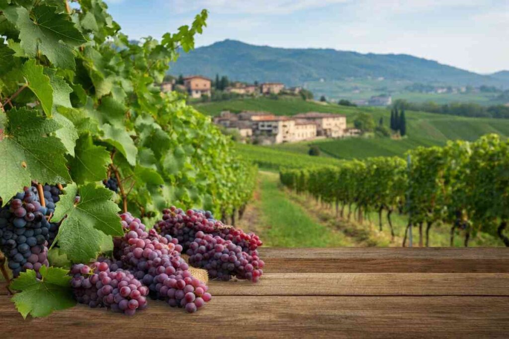 Montello e Colli Asolani: la Recantina risorge e incanta di nuovo