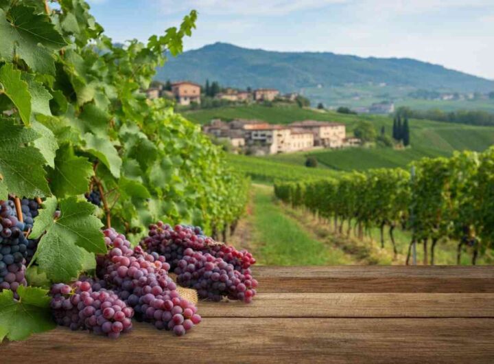 Montello e Colli Asolani: la Recantina risorge e incanta di nuovo
