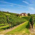 Morando avverte: dazi al 15% mettono in difficoltà i vini popolari, ma non i luxury