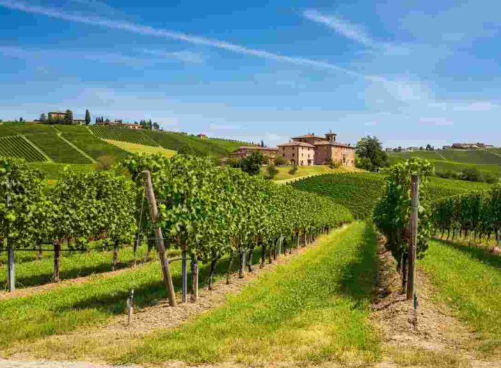 Morando avverte: dazi al 15% mettono in difficoltà i vini popolari, ma non i luxury