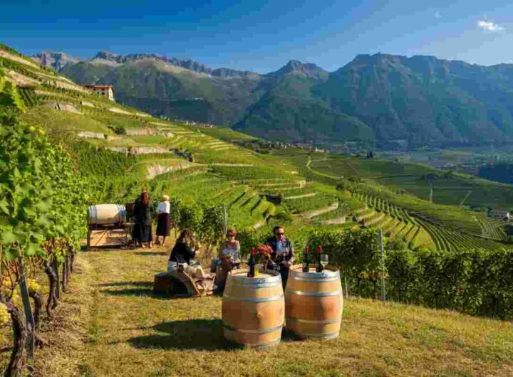 Müller Thurgau 2025: 19 vini premiati svelano l'eccellenza del Concorso Internazionale in Valle di Cembra