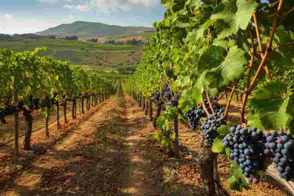 Nero d’Avola: un'identità da salvaguardare attraverso l'innovazione per un futuro brillante