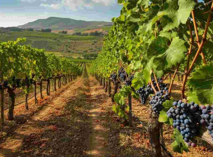 Nero d’Avola: un'identità da salvaguardare attraverso l'innovazione per un futuro brillante