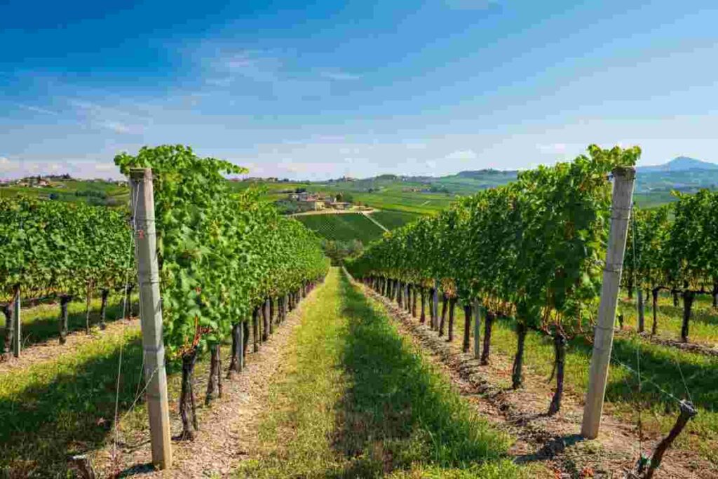 Nuove regole per la vendemmia del Pinot Grigio DOC Delle Venezie: cosa cambia?