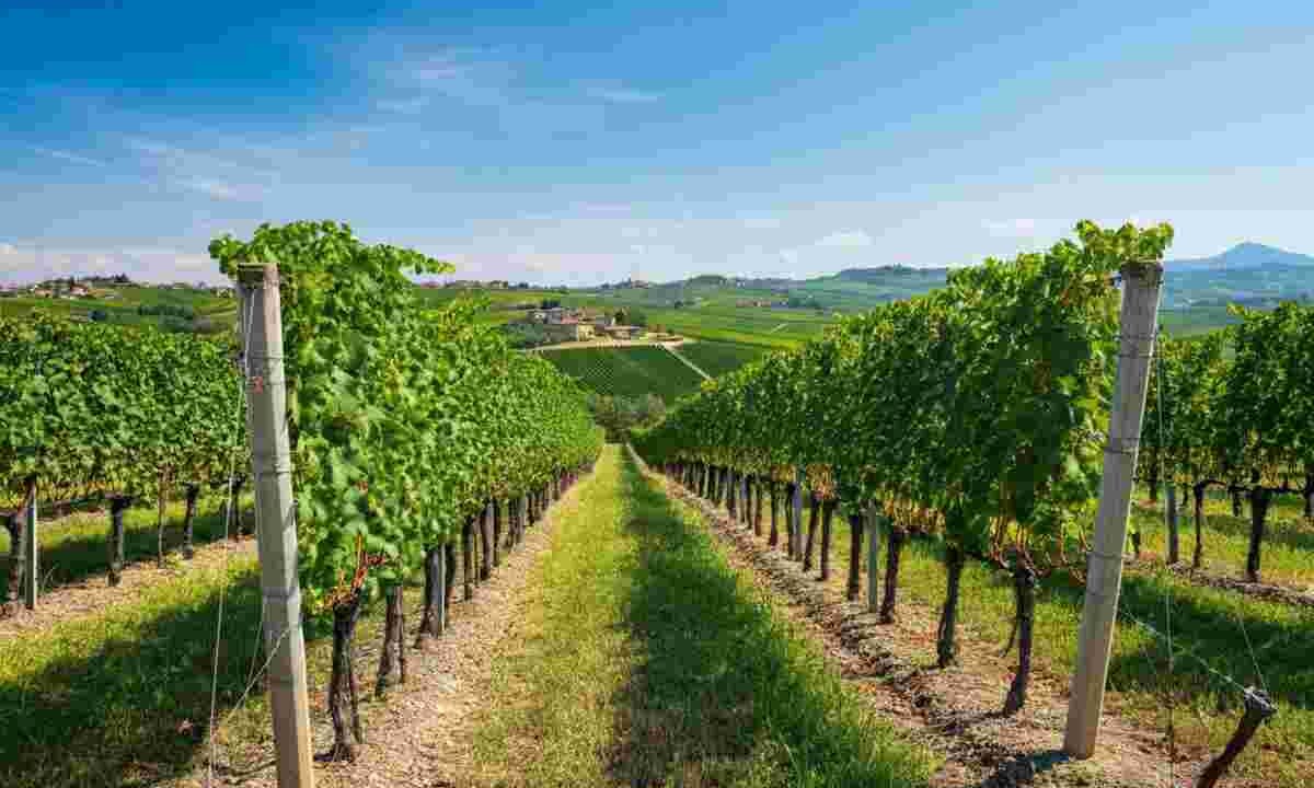 Nuove regole per la vendemmia del Pinot Grigio DOC Delle Venezie: cosa cambia?