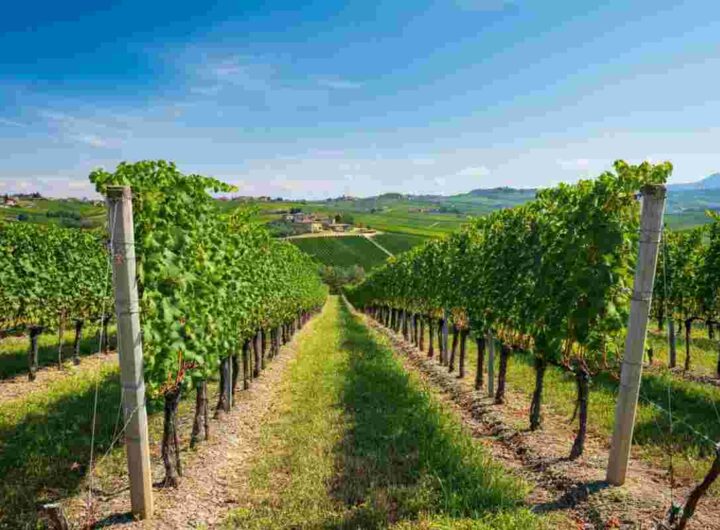 Nuove regole per la vendemmia del Pinot Grigio DOC Delle Venezie: cosa cambia?