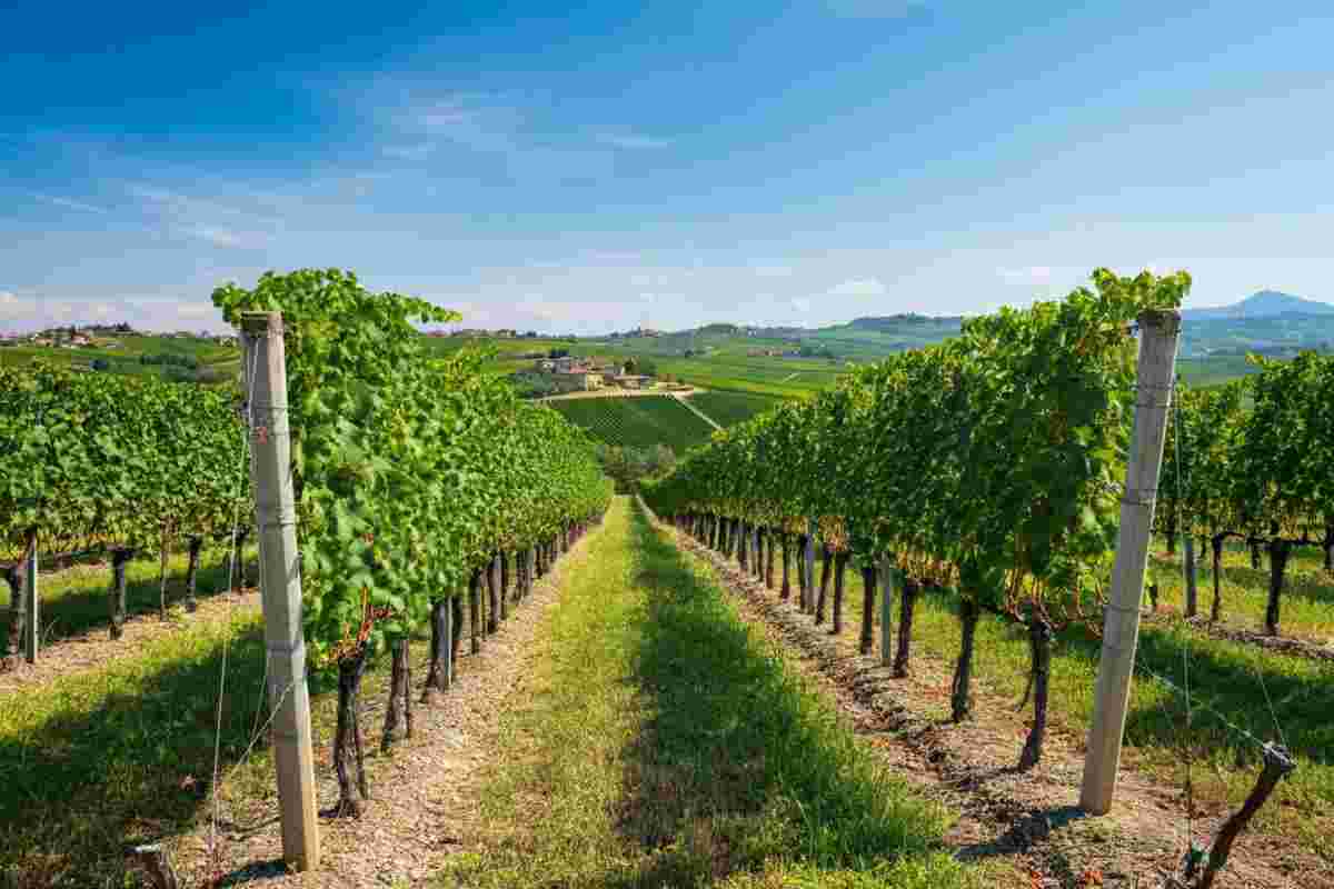 Nuove regole per la vendemmia del Pinot Grigio DOC Delle Venezie: cosa cambia?