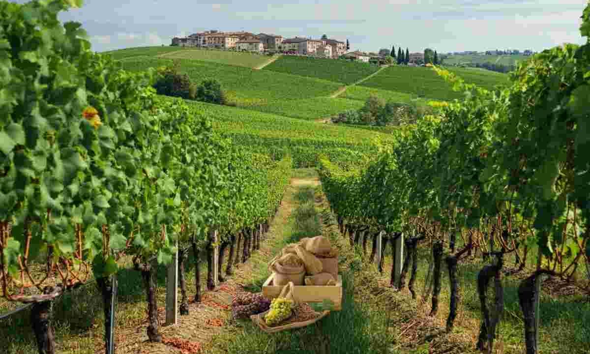 Nuove strategie ecocompatibili per combattere la degenerazione infettiva della vite di Garganega e Glera