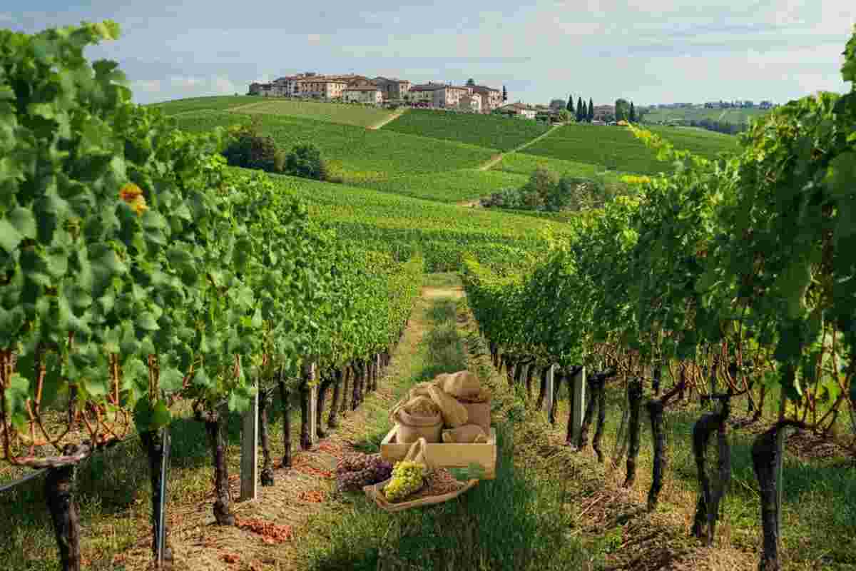 Nuove strategie ecocompatibili per combattere la degenerazione infettiva della vite di Garganega e Glera