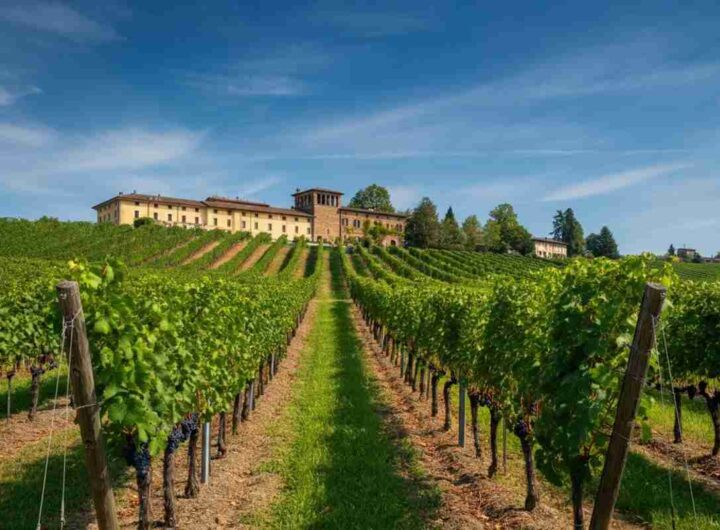 OniWines espande il suo impero con l'acquisizione della storica cantina Pico Maccario in Piemonte