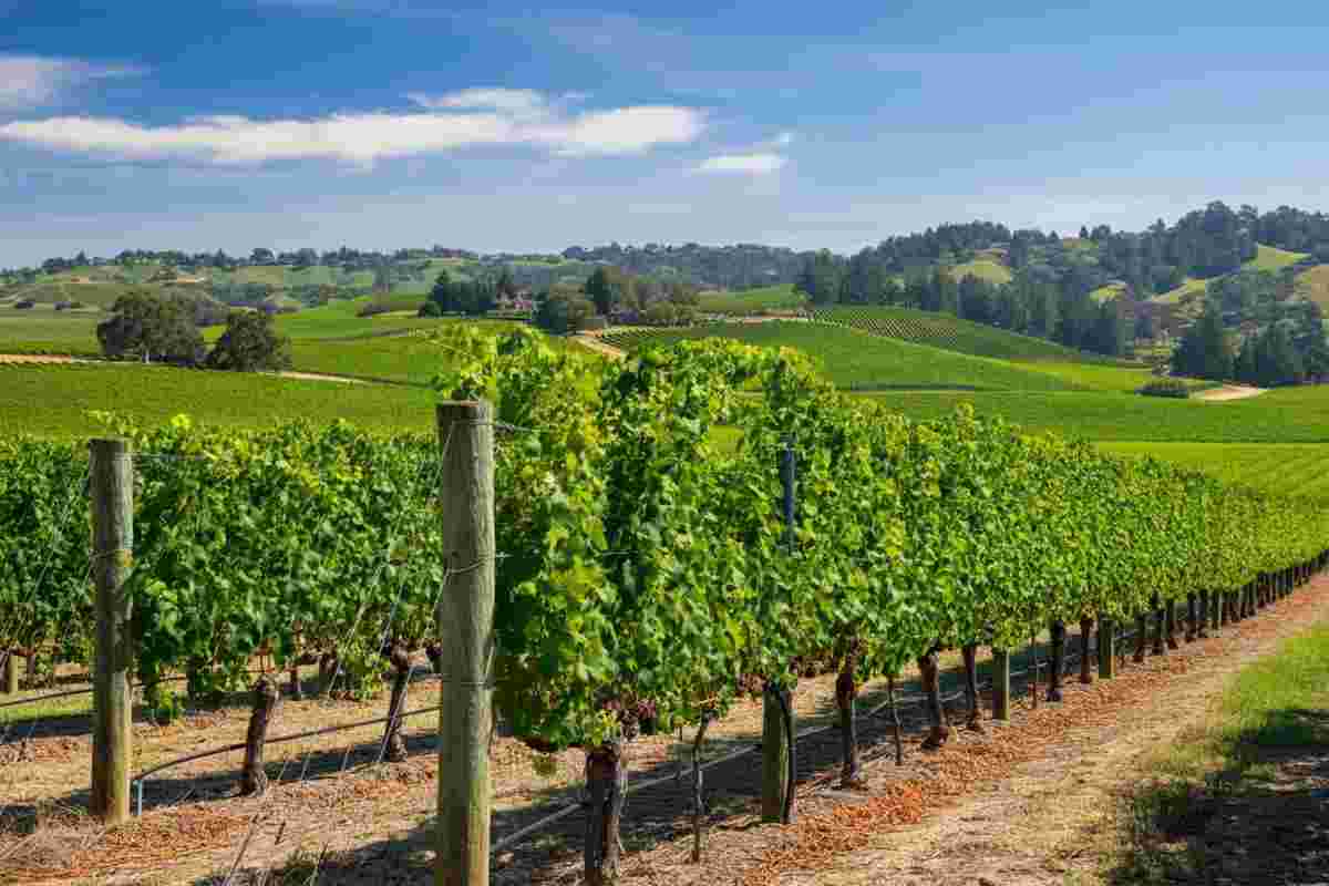 Opus One e Simonit & Sirch: la rivoluzione della viticoltura dinamica in Napa Valley