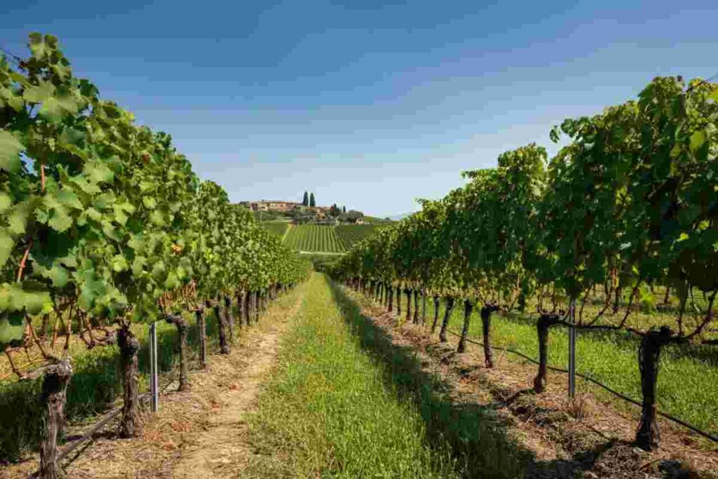 Orvieto Doc a 10 gradi: la rivoluzione del trend “No-Lo” nel vino