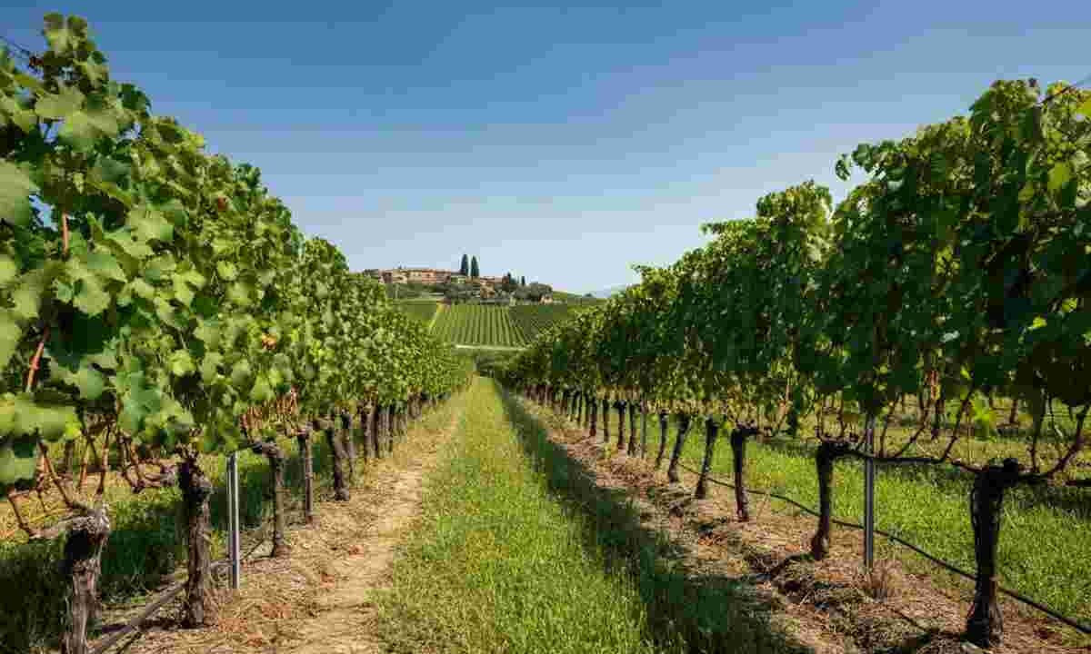 Orvieto Doc a 10 gradi: la rivoluzione del trend “No-Lo” nel vino