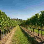 Orvieto Doc a 10 gradi: la rivoluzione del trend “No-Lo” nel vino