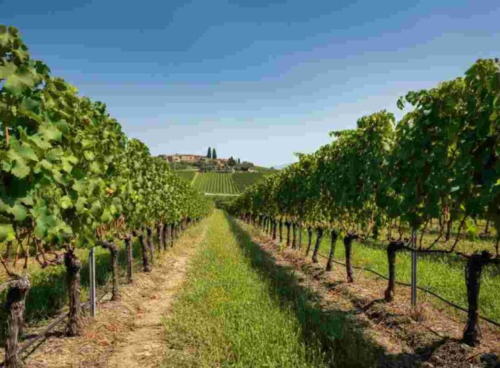 Orvieto Doc a 10 gradi: la rivoluzione del trend “No-Lo” nel vino