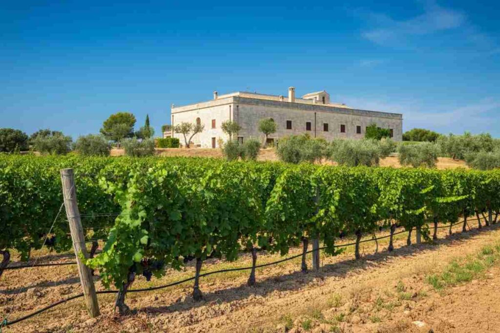 Paololeo e Candido: un investimento che unisce il Salento