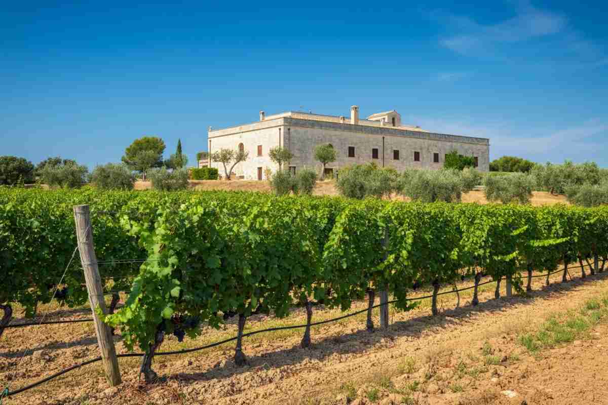 Paololeo e Candido: un investimento che unisce il Salento