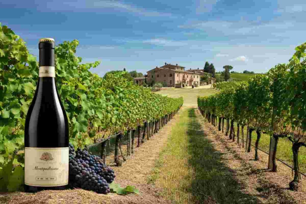 Rilancio del settore vino: opportunità tra diplomazia, PAC e risorse UE