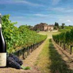 Rilancio del settore vino: opportunità tra diplomazia, PAC e risorse UE