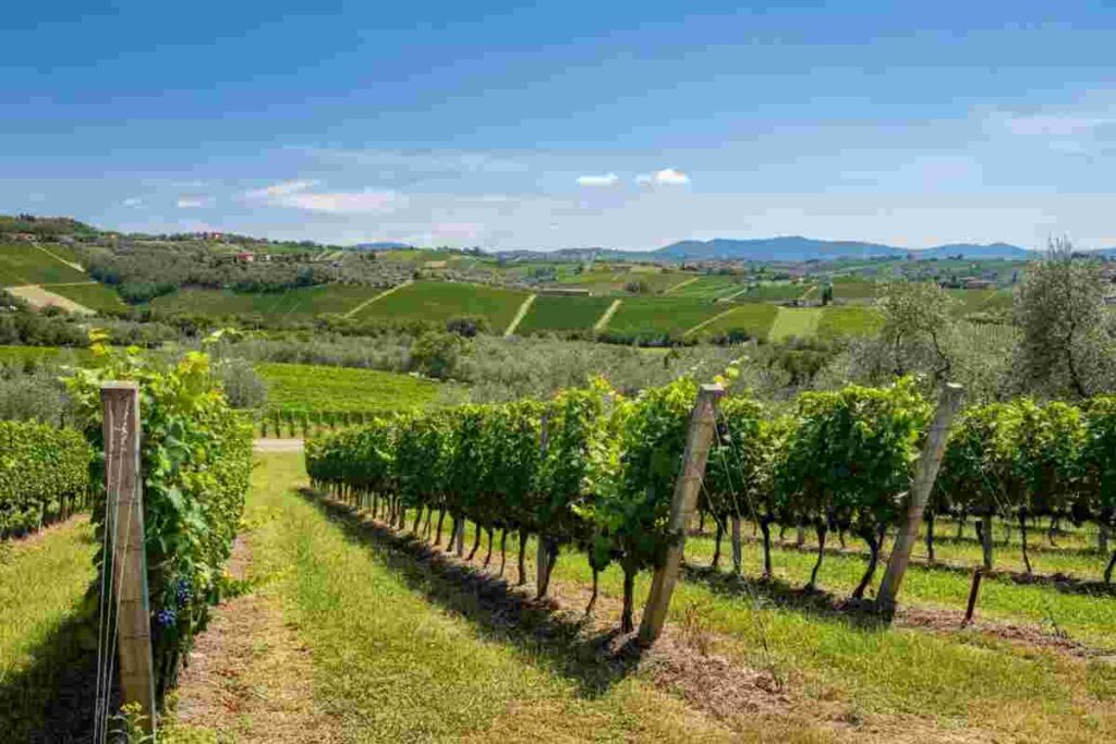 Ripa della Volta: alla scoperta dei vini di territorio e del loro progetto innovativo