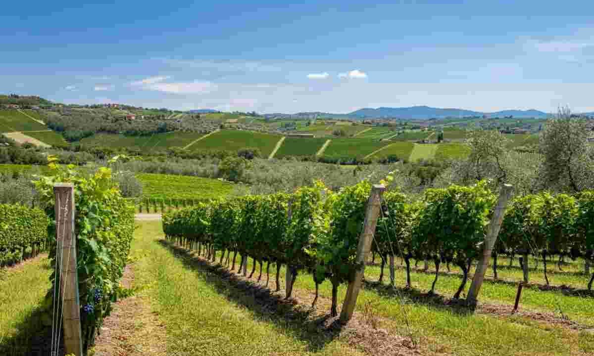 Ripa della Volta: alla scoperta dei vini di territorio e del loro progetto innovativo