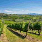 Ripa della Volta: alla scoperta dei vini di territorio e del loro progetto innovativo