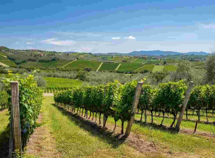 Ripa della Volta: alla scoperta dei vini di territorio e del loro progetto innovativo