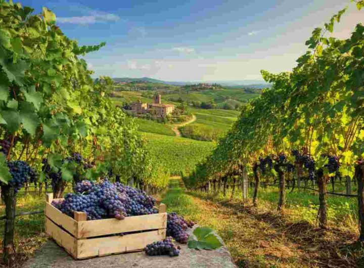 Riscoperta e celebrazione: gli Oscar del vino cooperativo tornano in scena