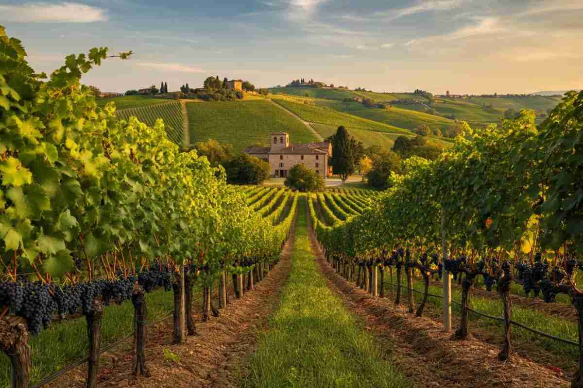 Rivoluzione nel vino: il piano audace di Unione Italiana Vini per semplificare e ridurre le rese