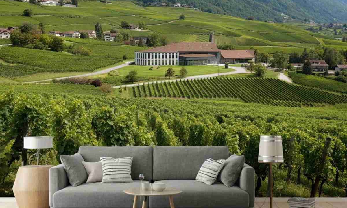 Scoprendo il Weingut Davaz: un tesoro vinicolo nel cuore del Graubünden