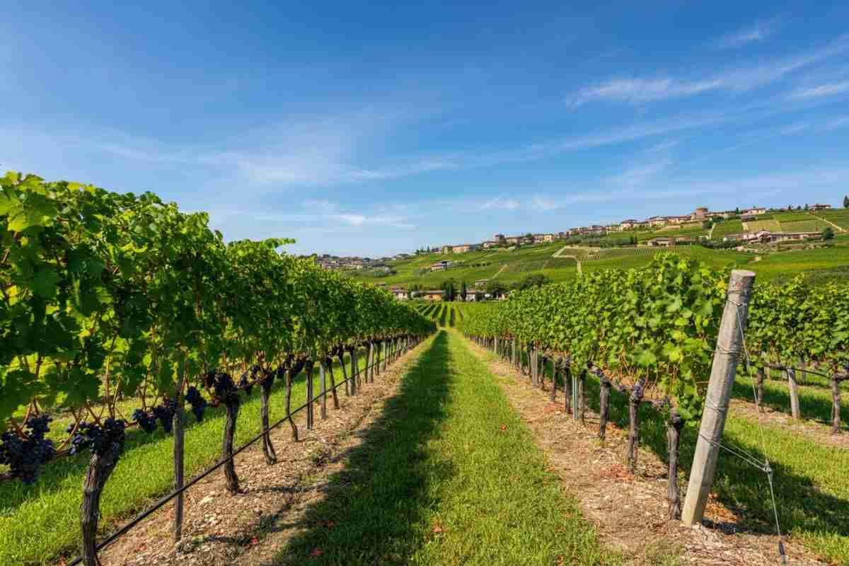 Scoprendo la Valpolicella: un incontro tra importatori e giornalisti brasiliani