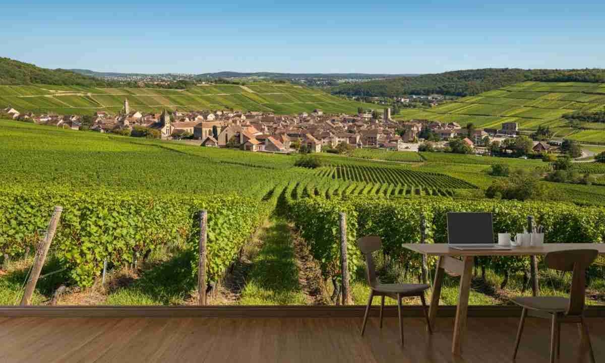 Scopri i vini unici di Mestre Père et Fils a Santenay