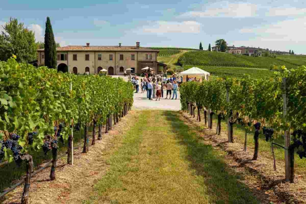 Scopri il Festival del Franciacorta: un'esperienza unica in cantina