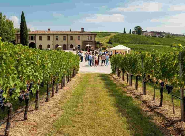 Scopri il Festival del Franciacorta: un'esperienza unica in cantina