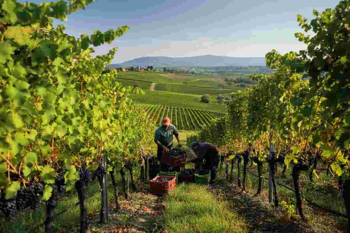 Scopri il fascino delle Cantine Aperte in Vendemmia