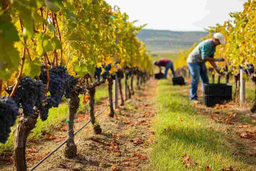 Scopri il vino novello: come la macerazione sotto azoto lo rende migliore e più sicuro